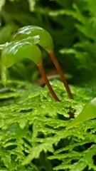Thuidium tamariscinum