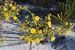 Chrysopsis scabrella