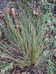 Carex stricta