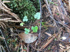 Muehlenbeckia australis