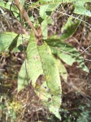 Vernonia noveboracensis