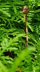 Thuidium tamariscinum