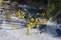 Chrysopsis scabrella