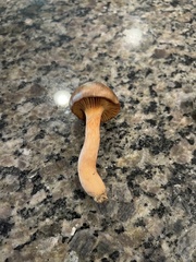 Chroogomphus vinicolor