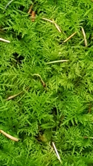 Thuidium tamariscinum