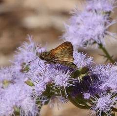 Atalopedes campestris