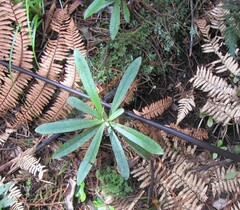 Myrsine salicina