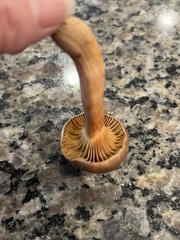 Chroogomphus vinicolor