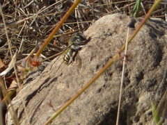 Megachilinae