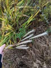 Schizachyrium scoparium
