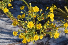 Chrysopsis scabrella