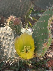 Opuntia leucotricha