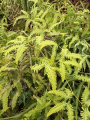 Gleichenella pectinata