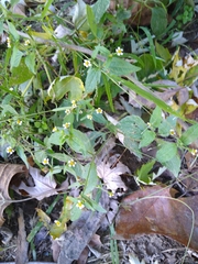 Galinsoga parviflora