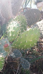 Opuntia leucotricha