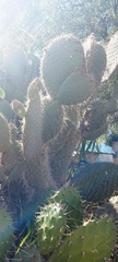 Opuntia leucotricha