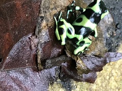 Dendrobates auratus