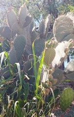 Opuntia leucotricha