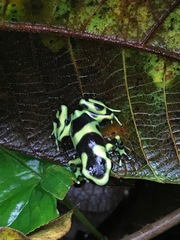 Dendrobates auratus