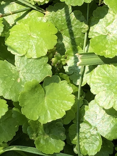 Lechuguilla de agua