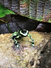 Dendrobates auratus