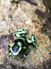 Dendrobates auratus