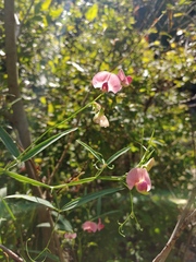Lathyrus sylvestris