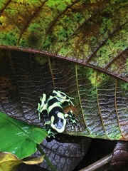 Dendrobates auratus