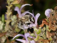 Anthophora pubescens
