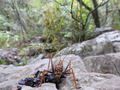 Pterophylla beltrani