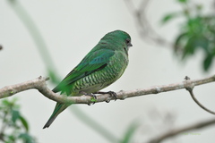 Tersina viridis
