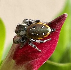Paraphidippus aurantius