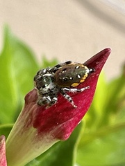Paraphidippus aurantius