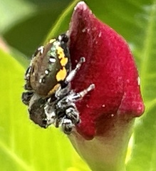 Paraphidippus aurantius