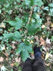 Ribes alpinum
