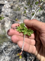 Acer glabrum diffusum
