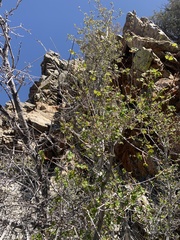 Acer glabrum diffusum