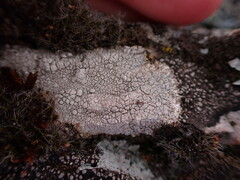 Lecanora rupicola