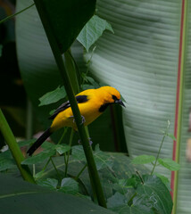 Icterus nigrogularis