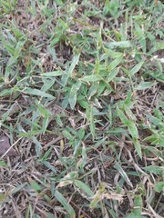 Atractomorpha lata
