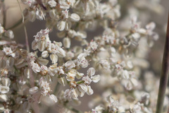 Eriogonum multiflorum