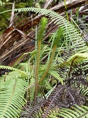 Phlegmariurus reflexus