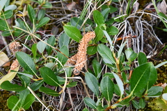 Salix pulchra