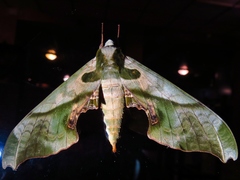 Adhemarius dariensis