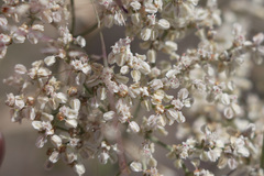 Eriogonum multiflorum