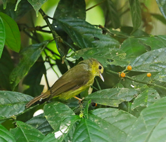 Tricholestes criniger
