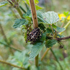 Araneus diadematus