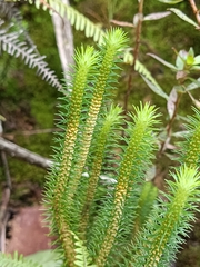 Phlegmariurus reflexus