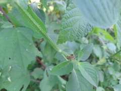 Neorthacris