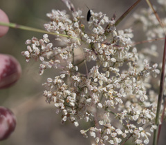 Eriogonum multiflorum